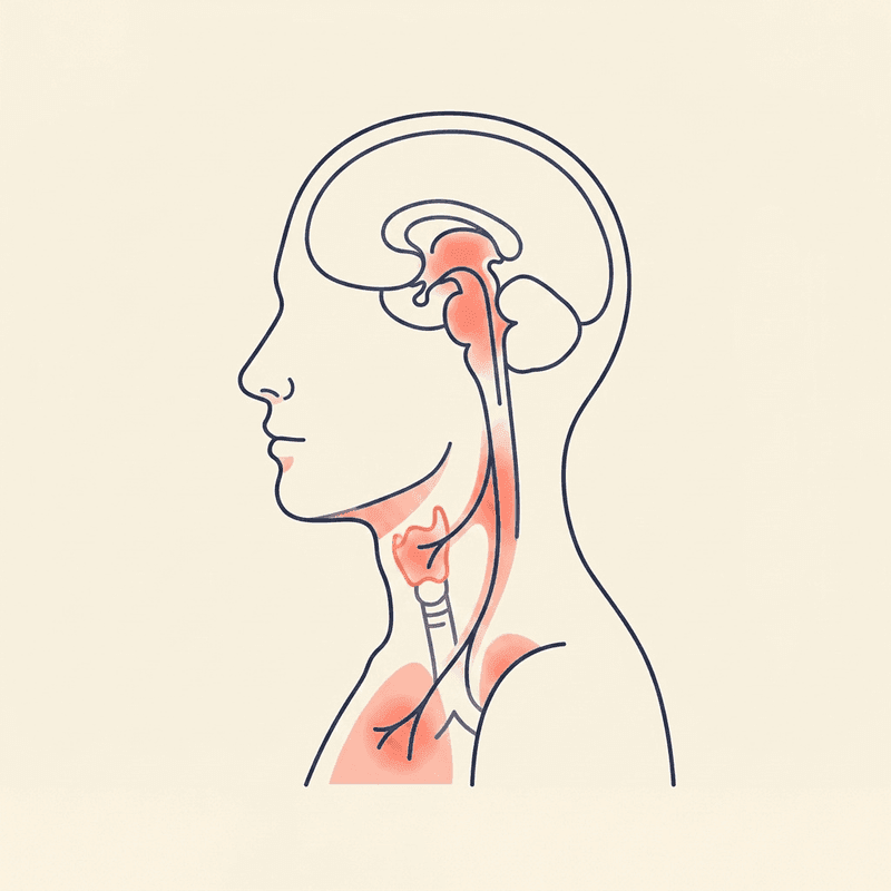 Anatomie-Illustration: Verlauf des Vagusnervs